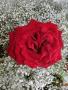Imagen de El Rosal Floristeria